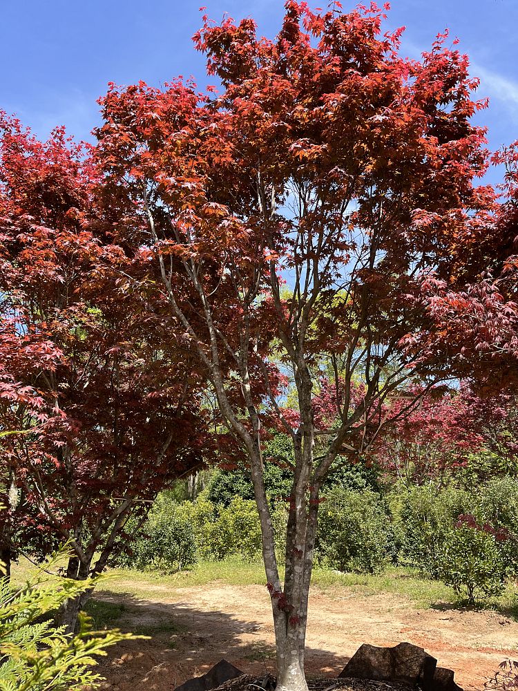 acer-palmatum-japanese-maple