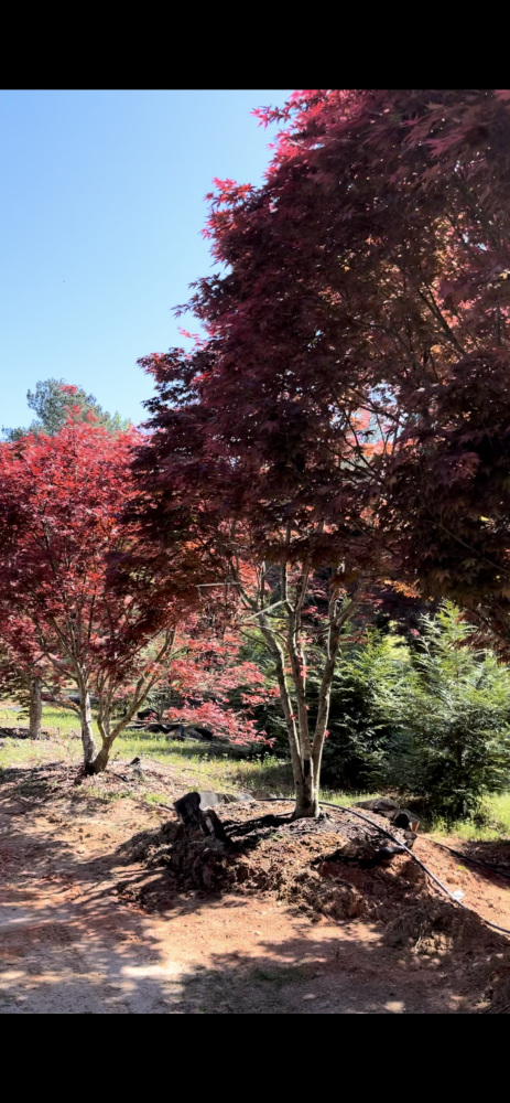 acer-palmatum-japanese-maple