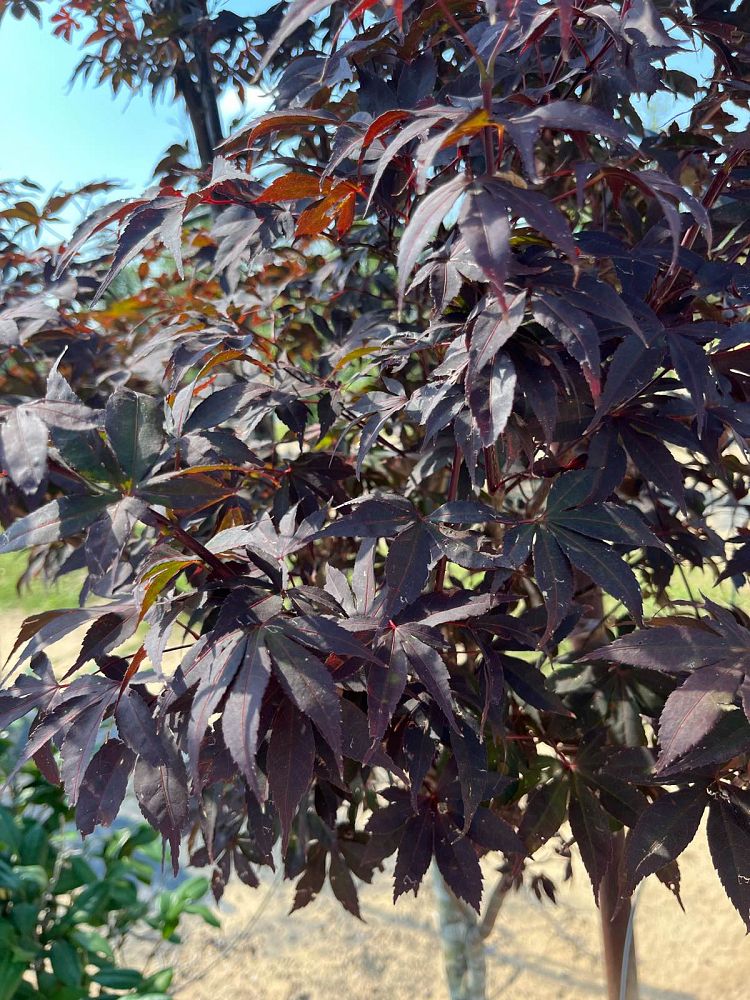 acer-palmatum-japanese-maple
