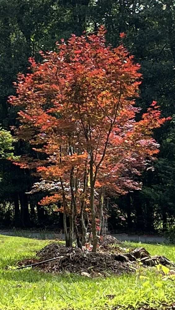 acer-palmatum-japanese-maple