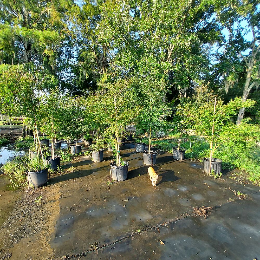 acer-palmatum-japanese-maple