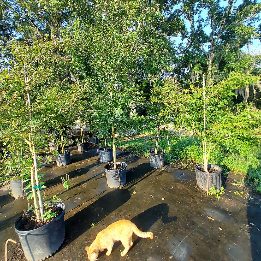 acer-palmatum-japanese-maple