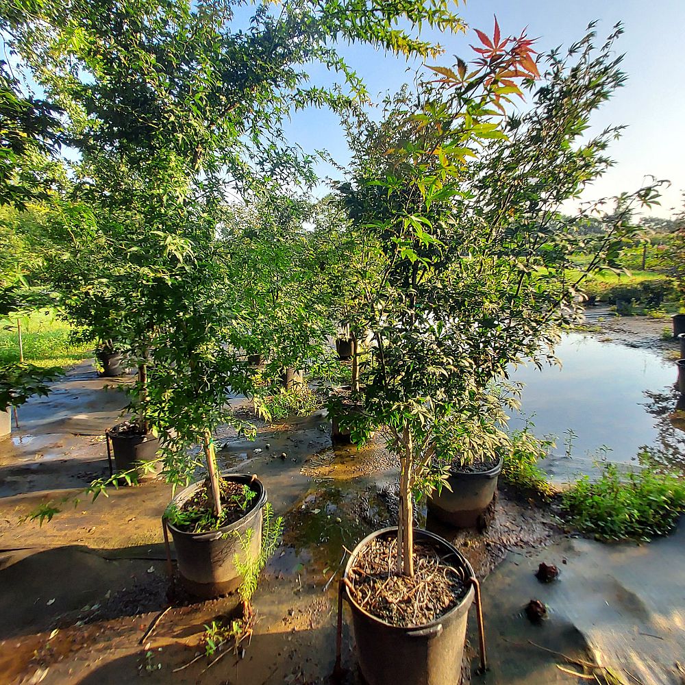 acer-palmatum-japanese-maple