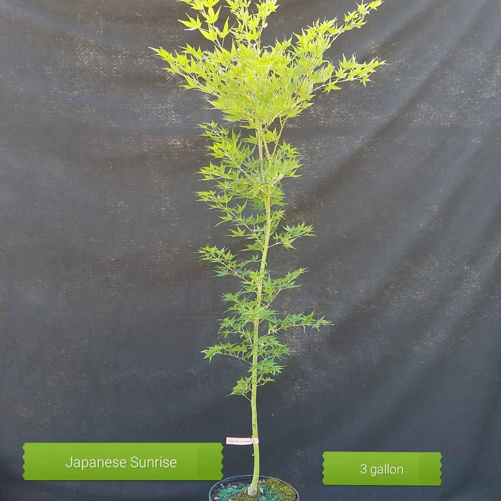 acer-palmatum-japanese-sunrise-japanese-maple