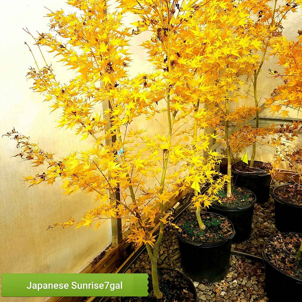 acer-palmatum-japanese-sunrise-japanese-maple