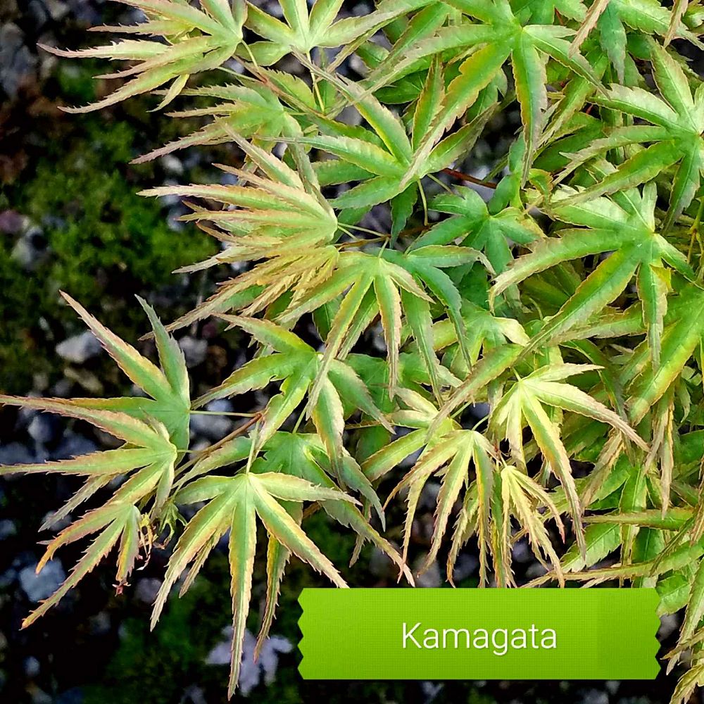 acer-palmatum-kamagata-japanese-maple