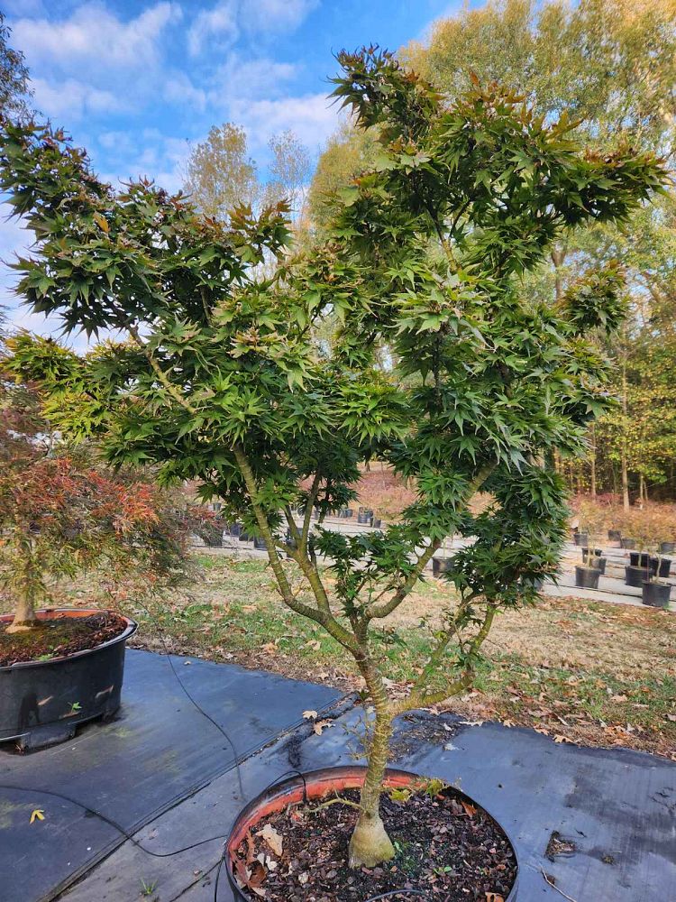 acer-palmatum-mikawa-yatsubusa-japanese-maple