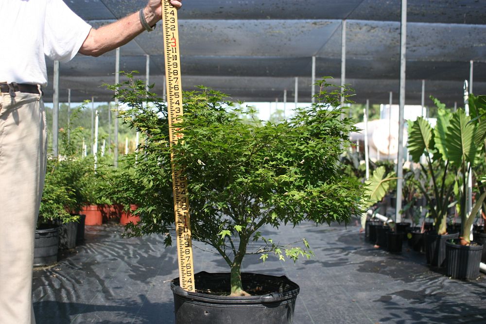 acer-palmatum-murasaki-kiyohime-japanese-maple