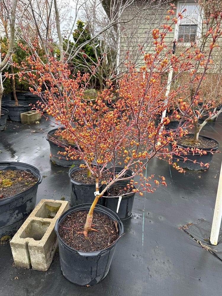 acer-palmatum-murasaki-kiyohime-japanese-maple