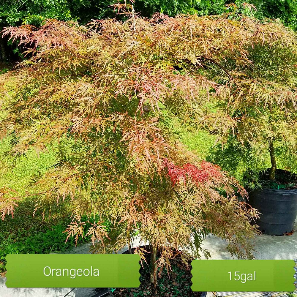 acer-palmatum-orangeola-japanese-maple