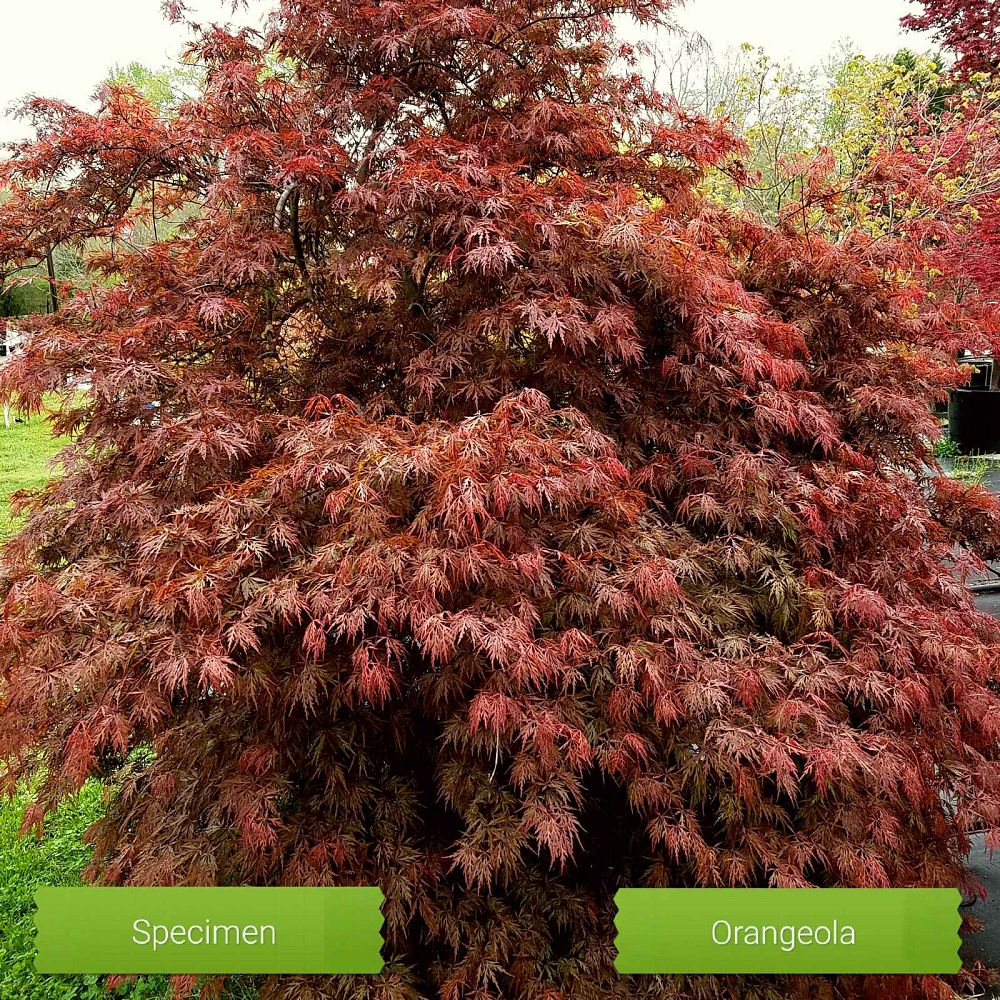 acer-palmatum-orangeola-japanese-maple