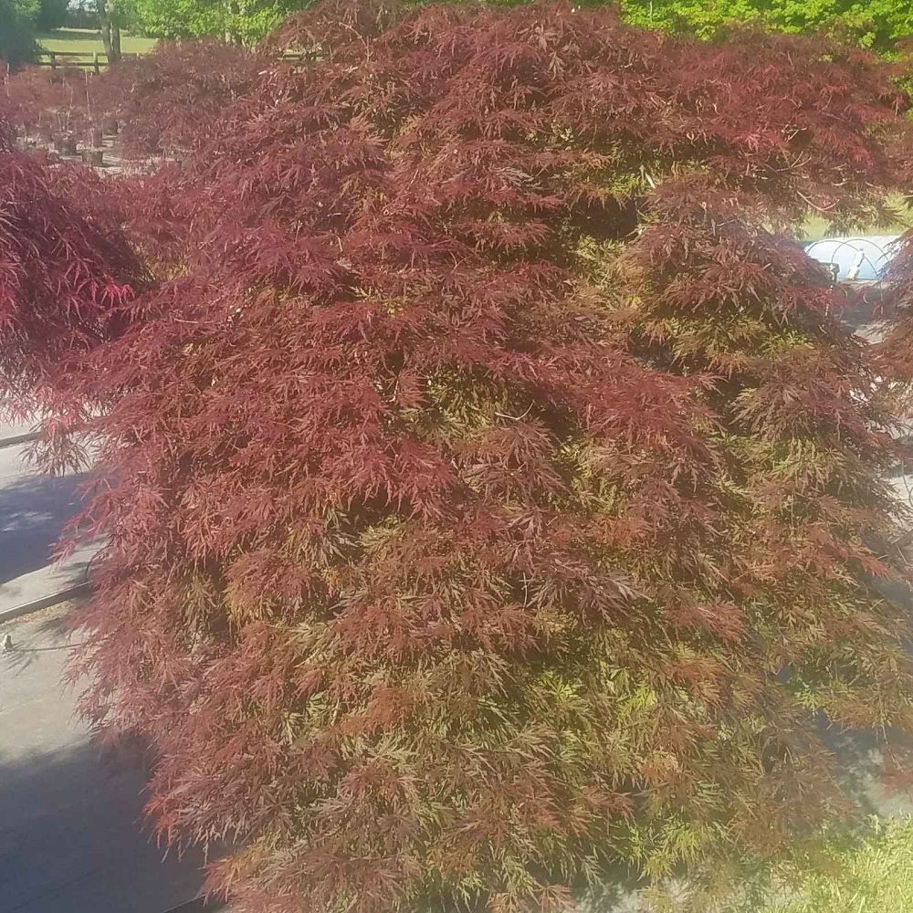 acer-palmatum-orangeola-japanese-maple