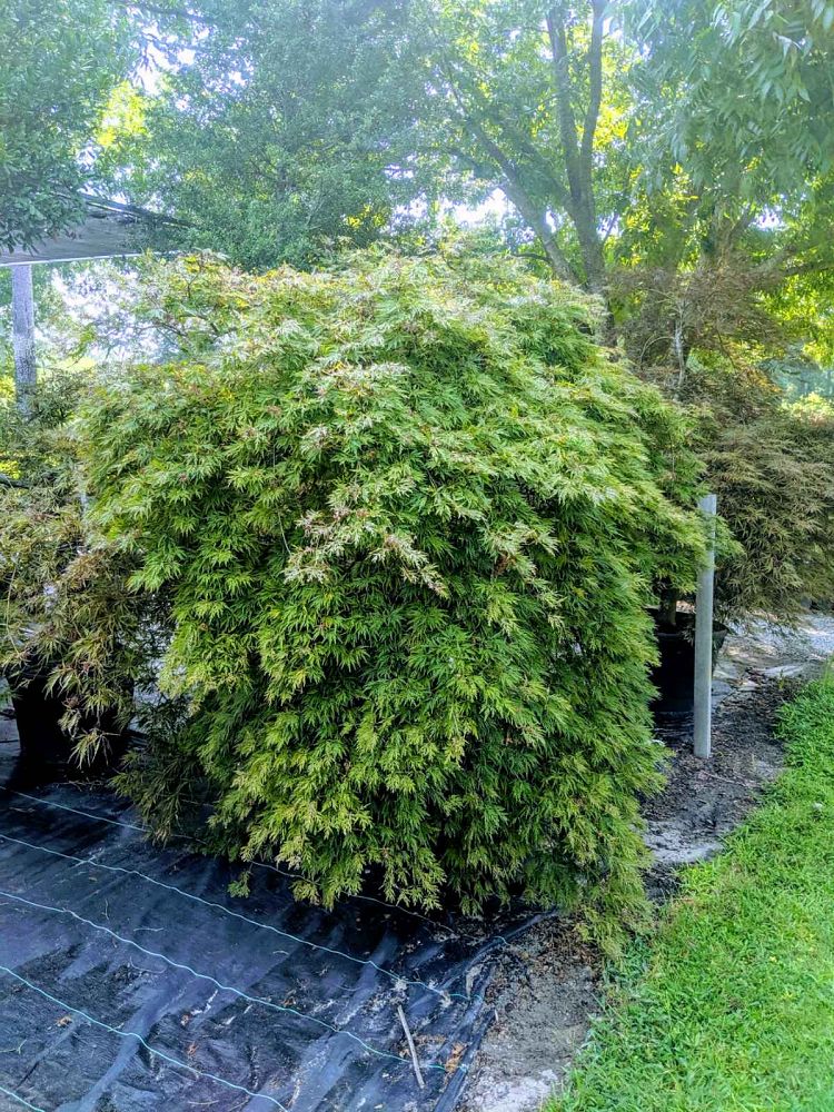 acer-palmatum-orangeola-japanese-maple