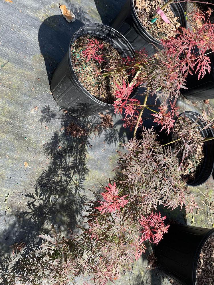 acer-palmatum-orangeola-japanese-maple