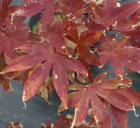 acer-palmatum-osakazuki-japanese-maple