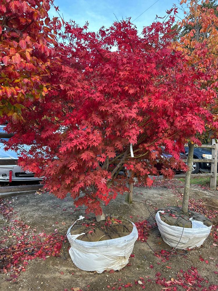 acer-palmatum-osakazuki-japanese-maple