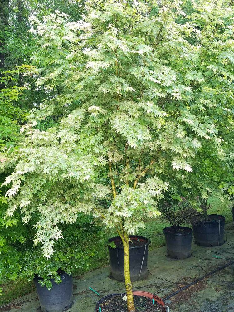 acer-palmatum-radiant-japanese-maple-freed-01