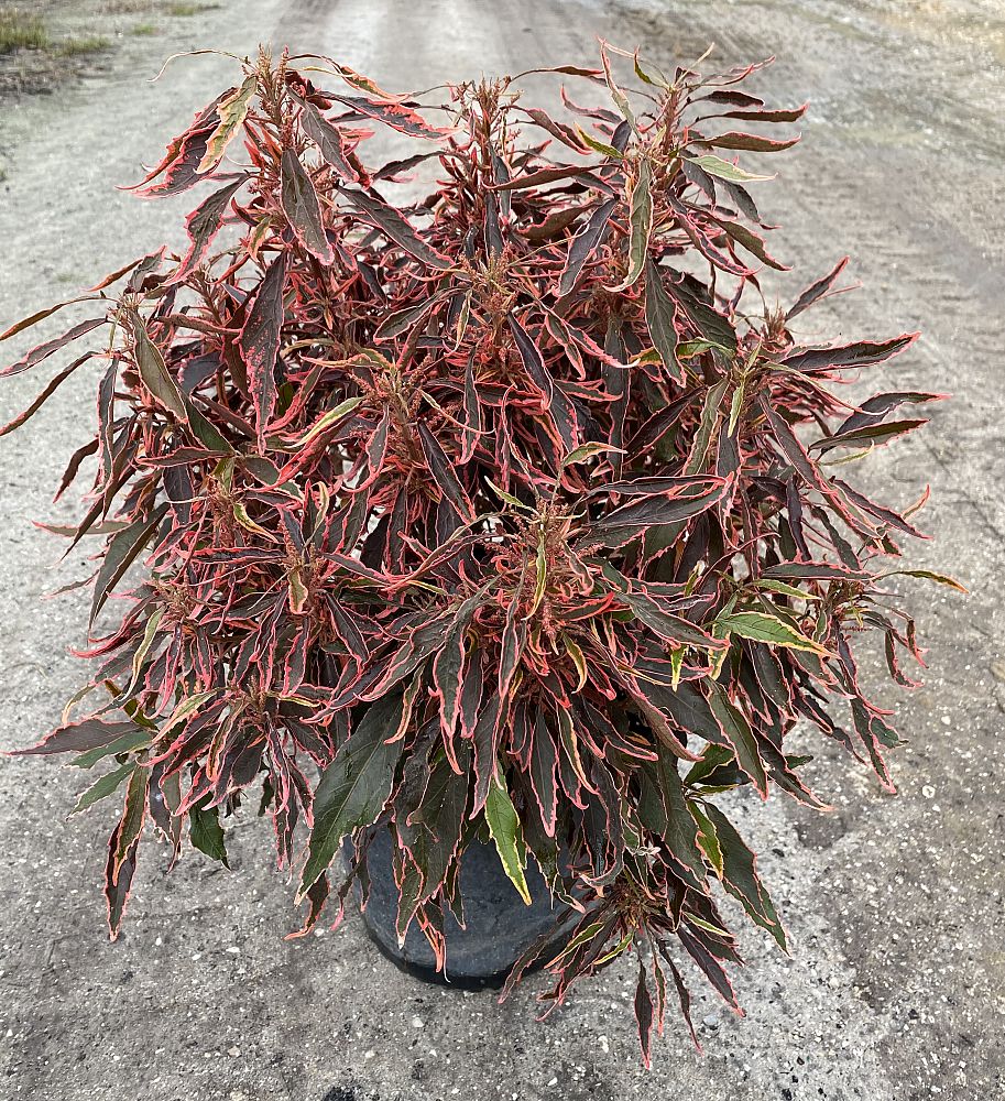 acer-palmatum-red-dragon-threadleaf-japanese-maple-cutleaf-japanese-maple