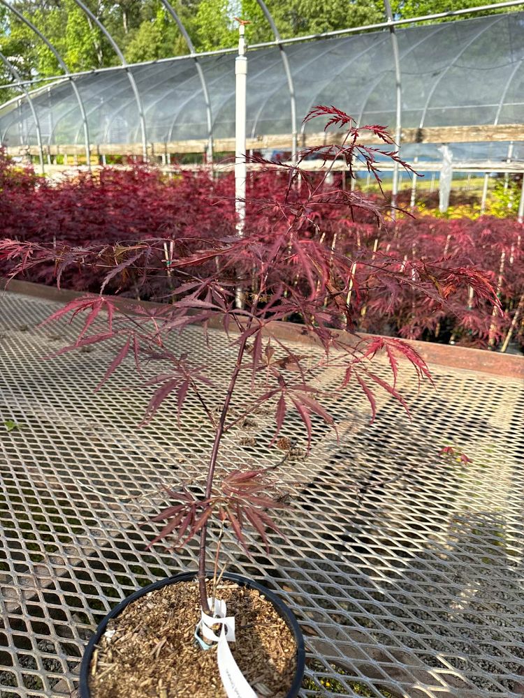 acer-palmatum-red-dragon-threadleaf-japanese-maple-cutleaf-japanese-maple