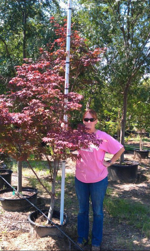 acer-palmatum-red-japanese-maple