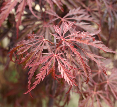 acer-palmatum-red-select-weeping-laceleaf-japanese-maple