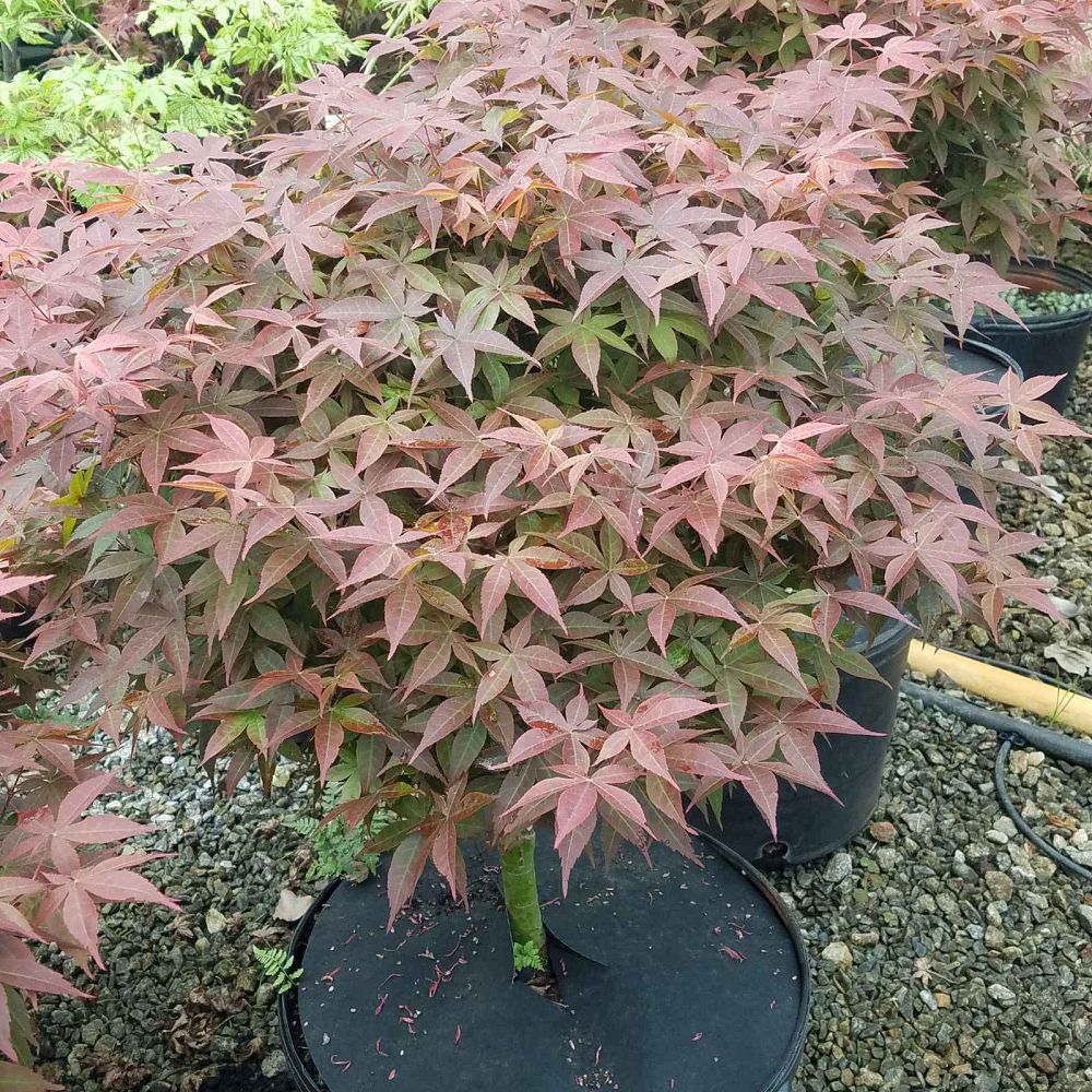 acer-palmatum-rhode-island-red-japanese-maple