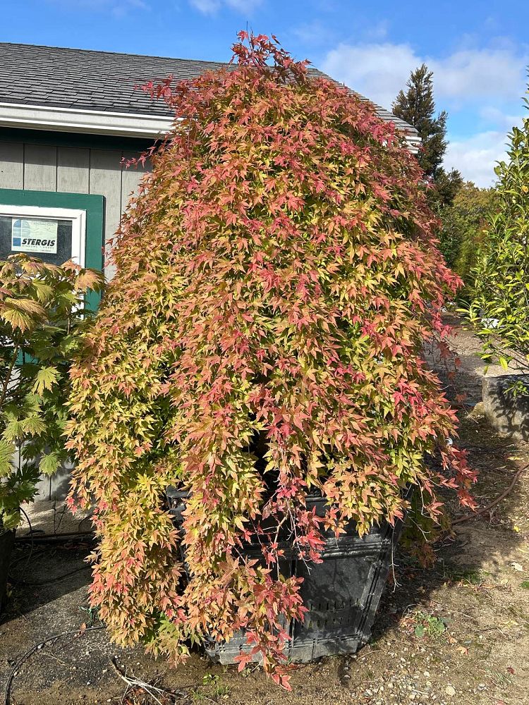 acer-palmatum-ryusen-japanese-maple-ryusei
