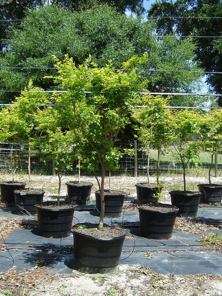 San Go Nursery Thenurseries Nursery San Go Best Idea Garden