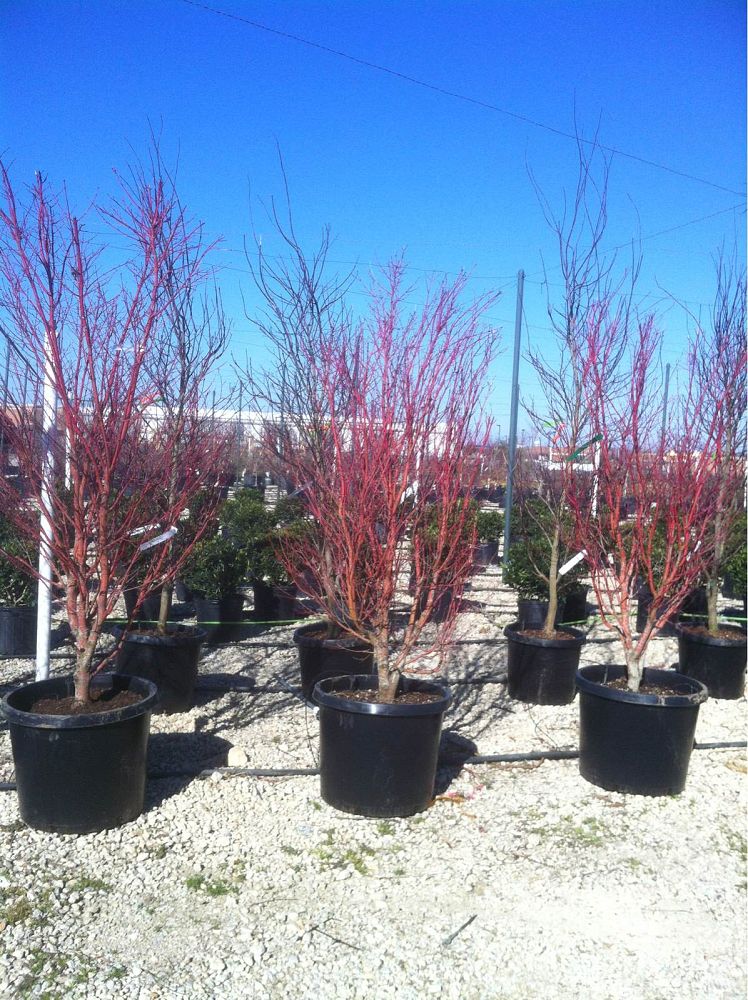 Alta Vista Nursery Fort Worth