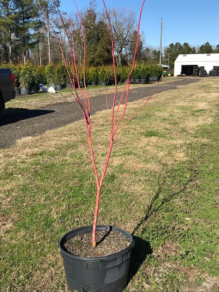 Brunson Whole Nursery Plantant Brunson Whole Nursery Plantant