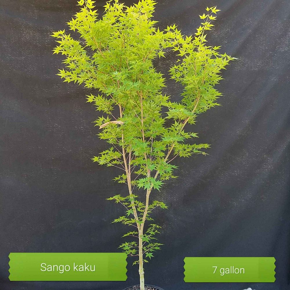 acer-palmatum-sango-kaku-japanese-maple-coral-bark