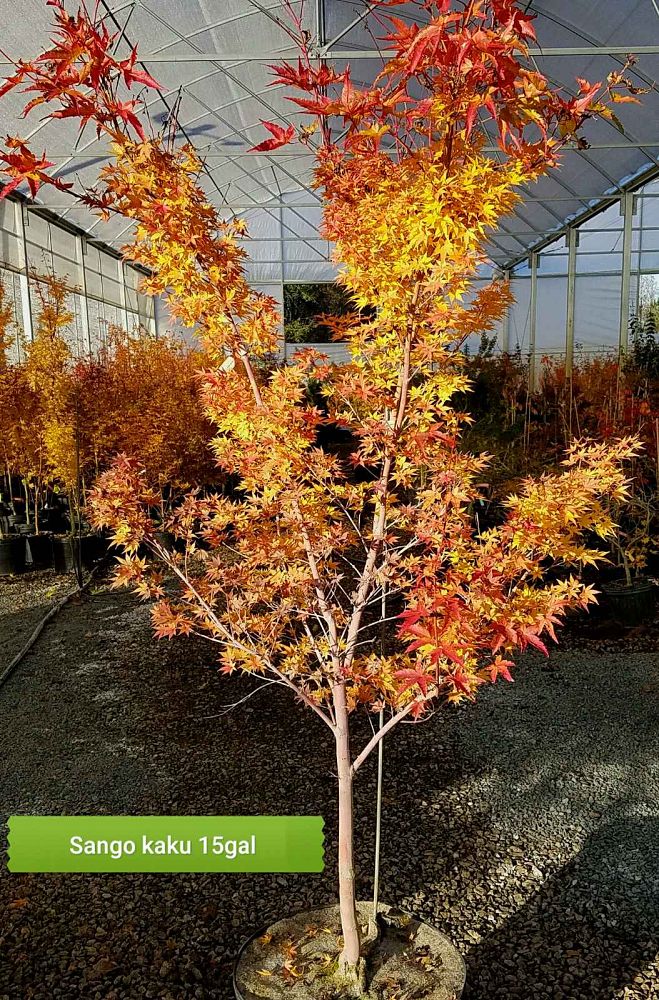 acer-palmatum-sango-kaku-japanese-maple-coral-bark