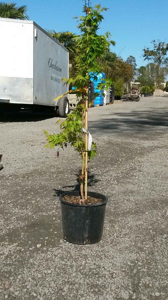 acer-palmatum-sango-kaku-japanese-maple-coral-bark
