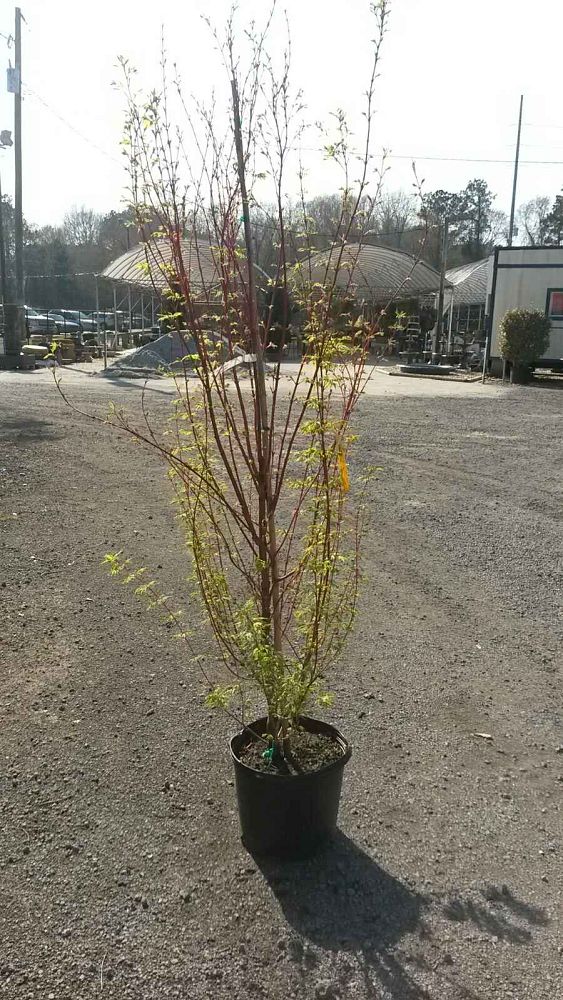 acer-palmatum-sango-kaku-japanese-maple-coral-bark