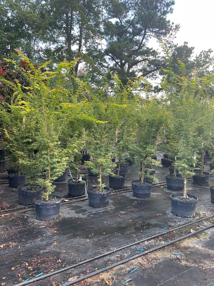 acer-palmatum-sango-kaku-japanese-maple-coral-bark