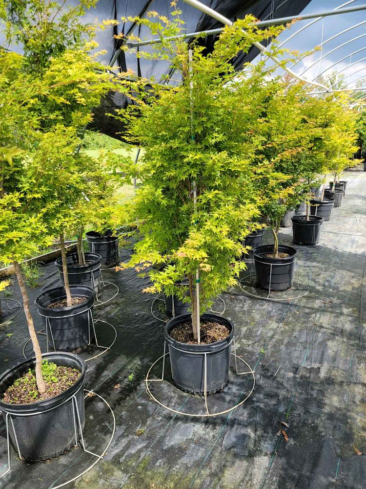 acer-palmatum-sango-kaku-japanese-maple-coral-bark