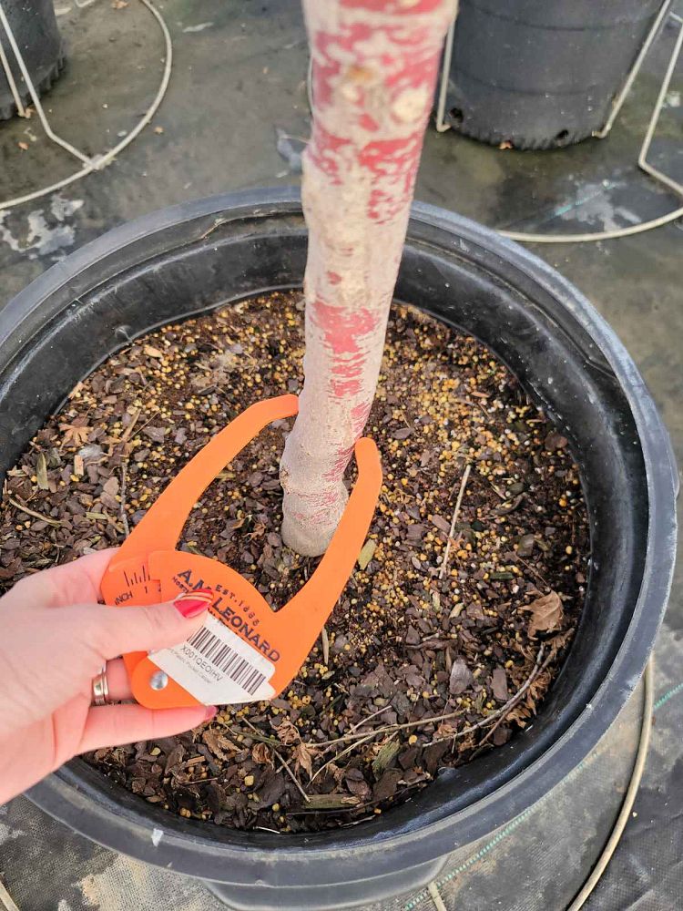 acer-palmatum-sango-kaku-japanese-maple-coral-bark