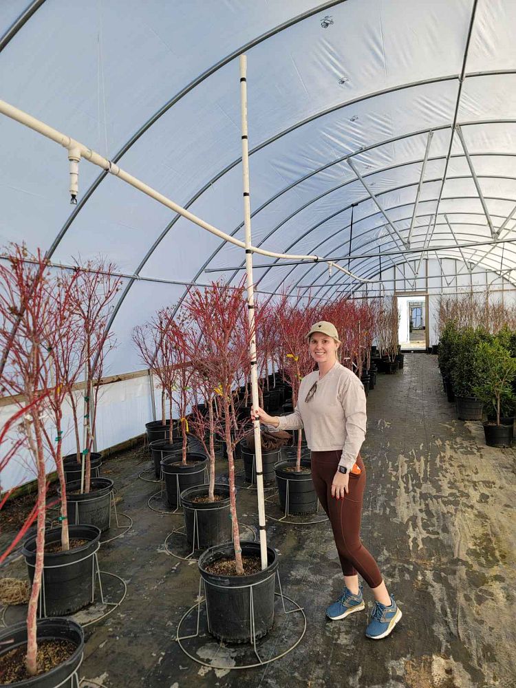 acer-palmatum-sango-kaku-japanese-maple-coral-bark
