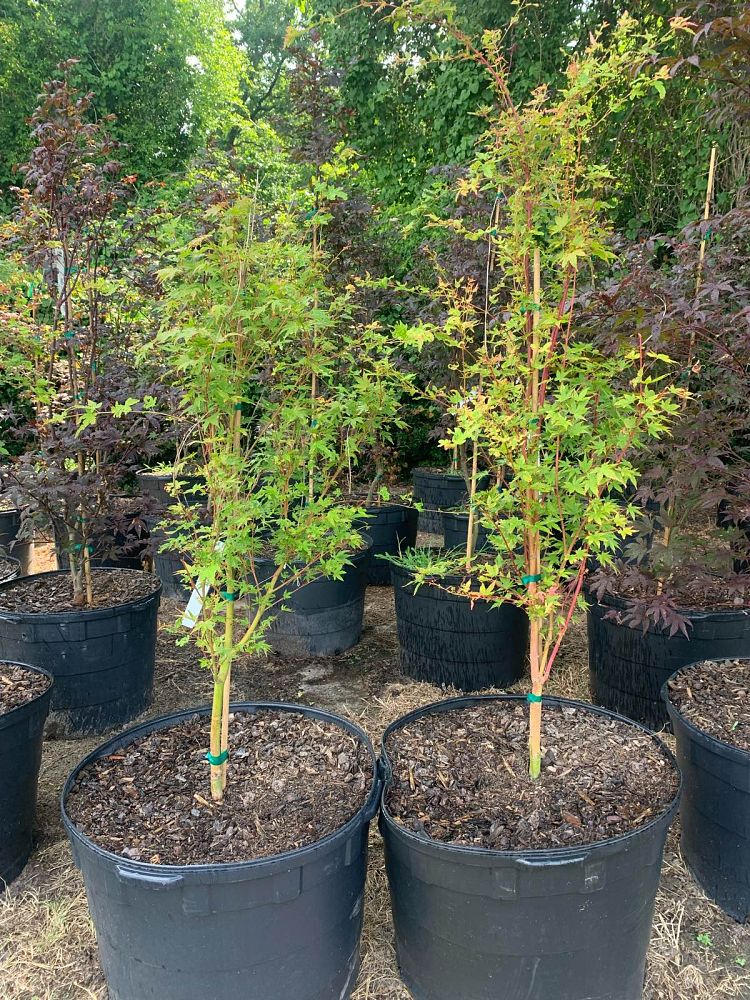 acer-palmatum-sango-kaku-japanese-maple-coral-bark