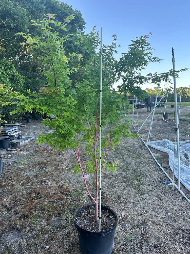 acer-palmatum-sango-kaku-japanese-maple-coral-bark