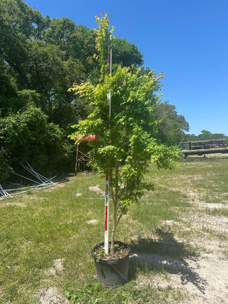 acer-palmatum-sango-kaku-japanese-maple-coral-bark