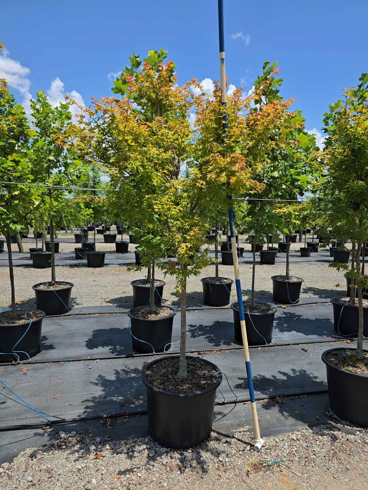 acer-palmatum-sango-kaku-japanese-maple-coral-bark