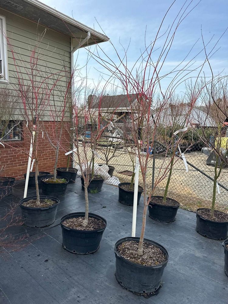 acer-palmatum-sango-kaku-japanese-maple-coral-bark