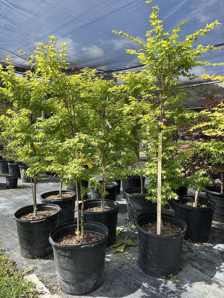 acer-palmatum-sango-kaku-japanese-maple-coral-bark