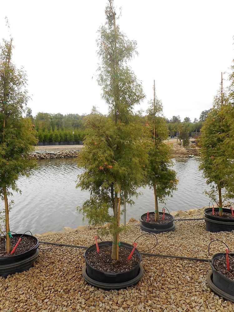 acer-palmatum-seiryu-threadleaf-japanese-maple-cutleaf-japanese-maple