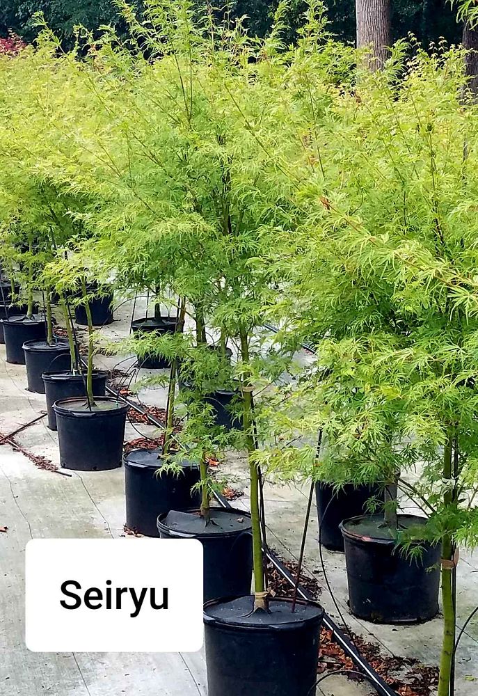 acer-palmatum-seiryu-threadleaf-japanese-maple-cutleaf-japanese-maple