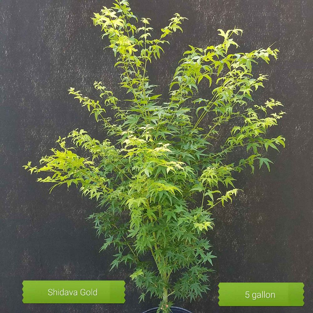 acer-palmatum-shidava-gold-japanese-maple