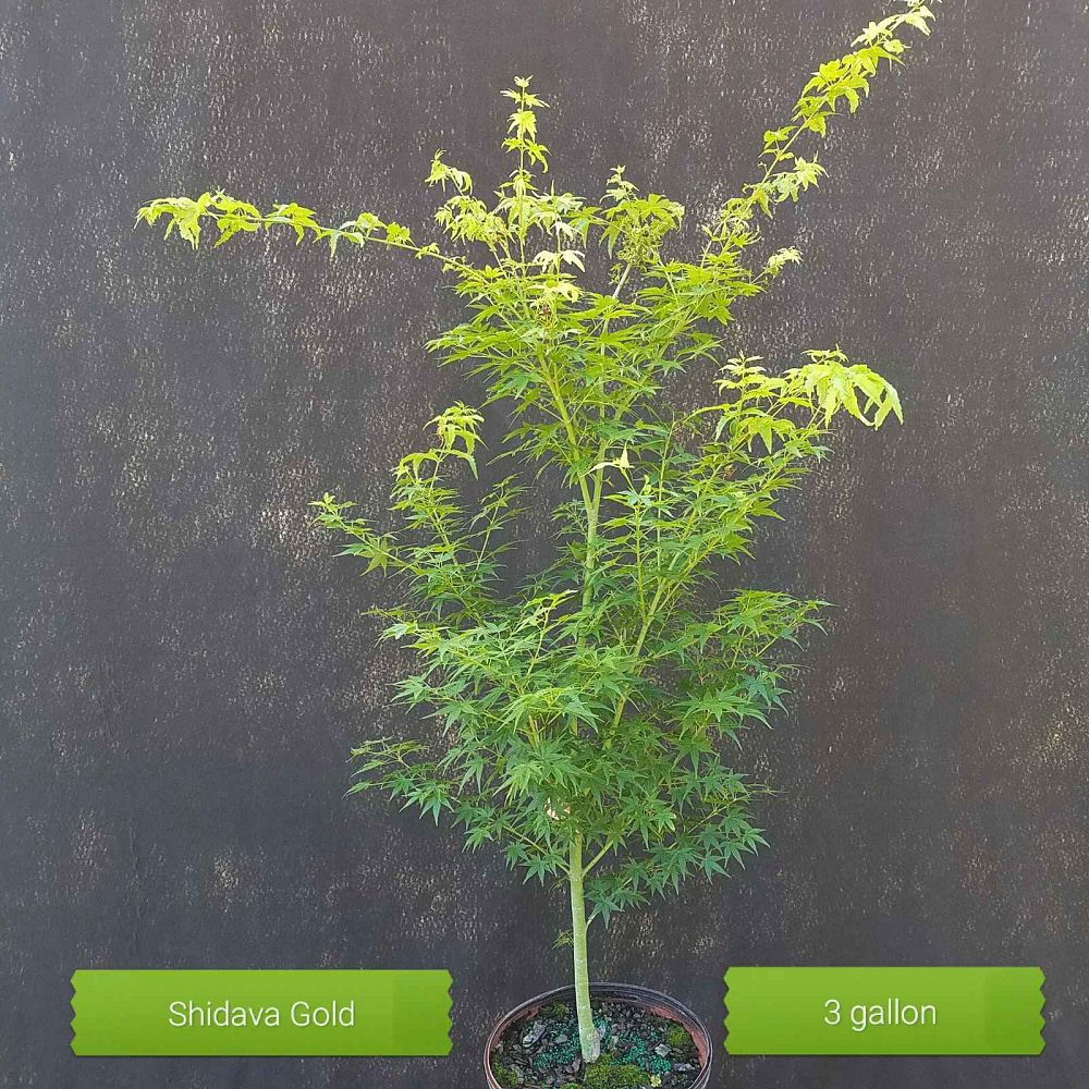 acer-palmatum-shidava-gold-japanese-maple