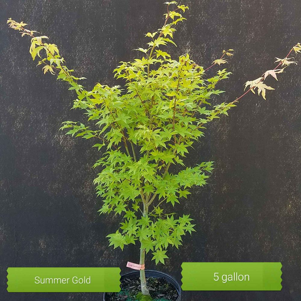 acer-palmatum-summer-gold-japanese-maple