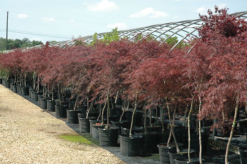 acer-palmatum-tamukeyama-japanese-maple